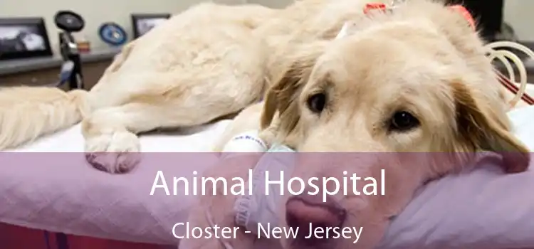 Animal Hospital Closter - New Jersey