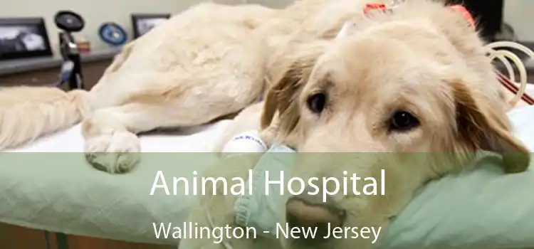 Animal Hospital Wallington - New Jersey