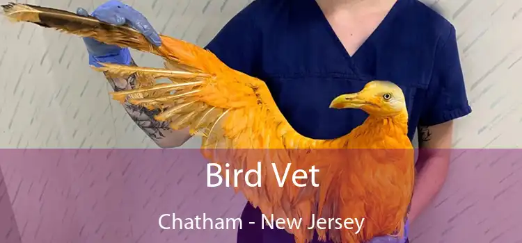 Bird Vet Chatham - New Jersey