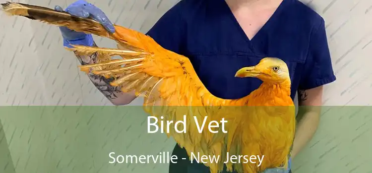 Bird Vet Somerville - New Jersey