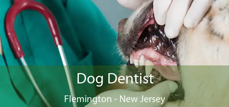 Dog Dentist Flemington - New Jersey