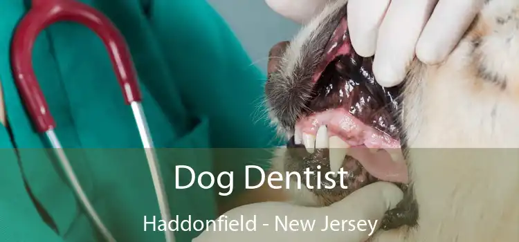 Dog Dentist Haddonfield - New Jersey