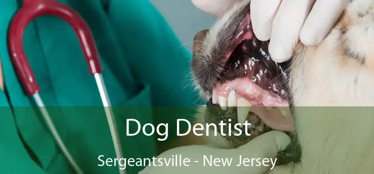 Dog Dentist Sergeantsville - New Jersey