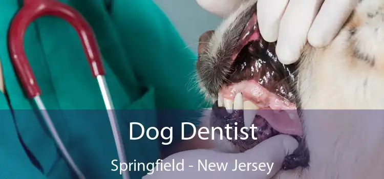 Dog Dentist Springfield - New Jersey