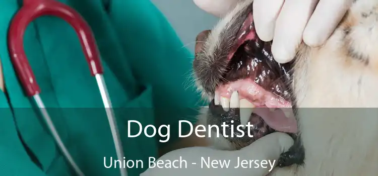 Dog Dentist Union Beach - New Jersey