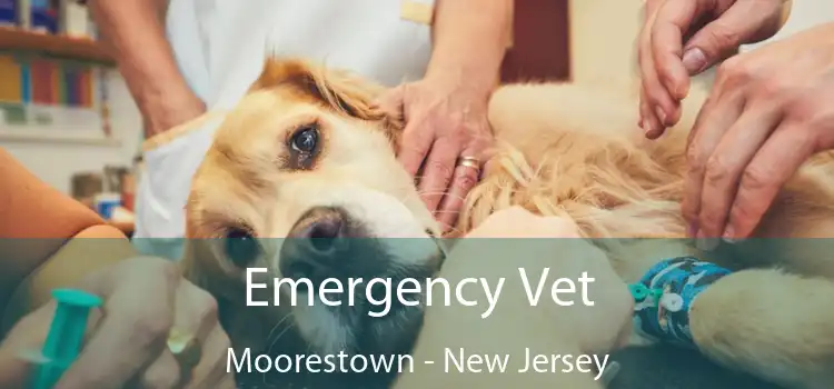 Emergency Vet Moorestown - New Jersey