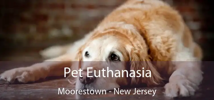 Pet Euthanasia Moorestown - New Jersey