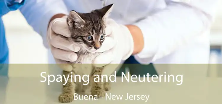 Spaying and Neutering Buena - New Jersey