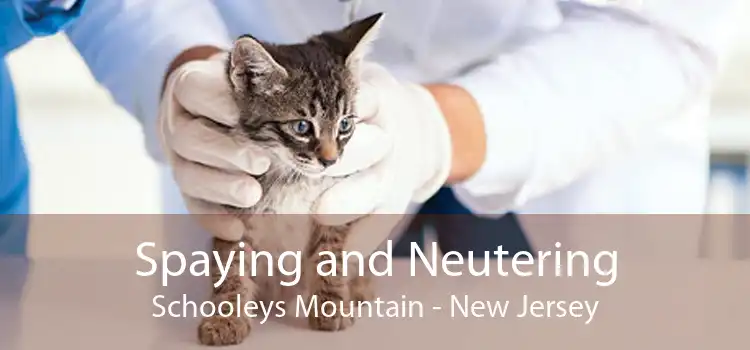 Spaying and Neutering Schooleys Mountain - New Jersey