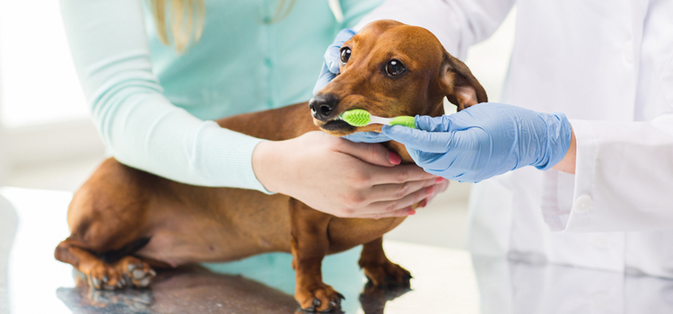 animal hospital nutritional consulting in Parsippany-Troy Hills